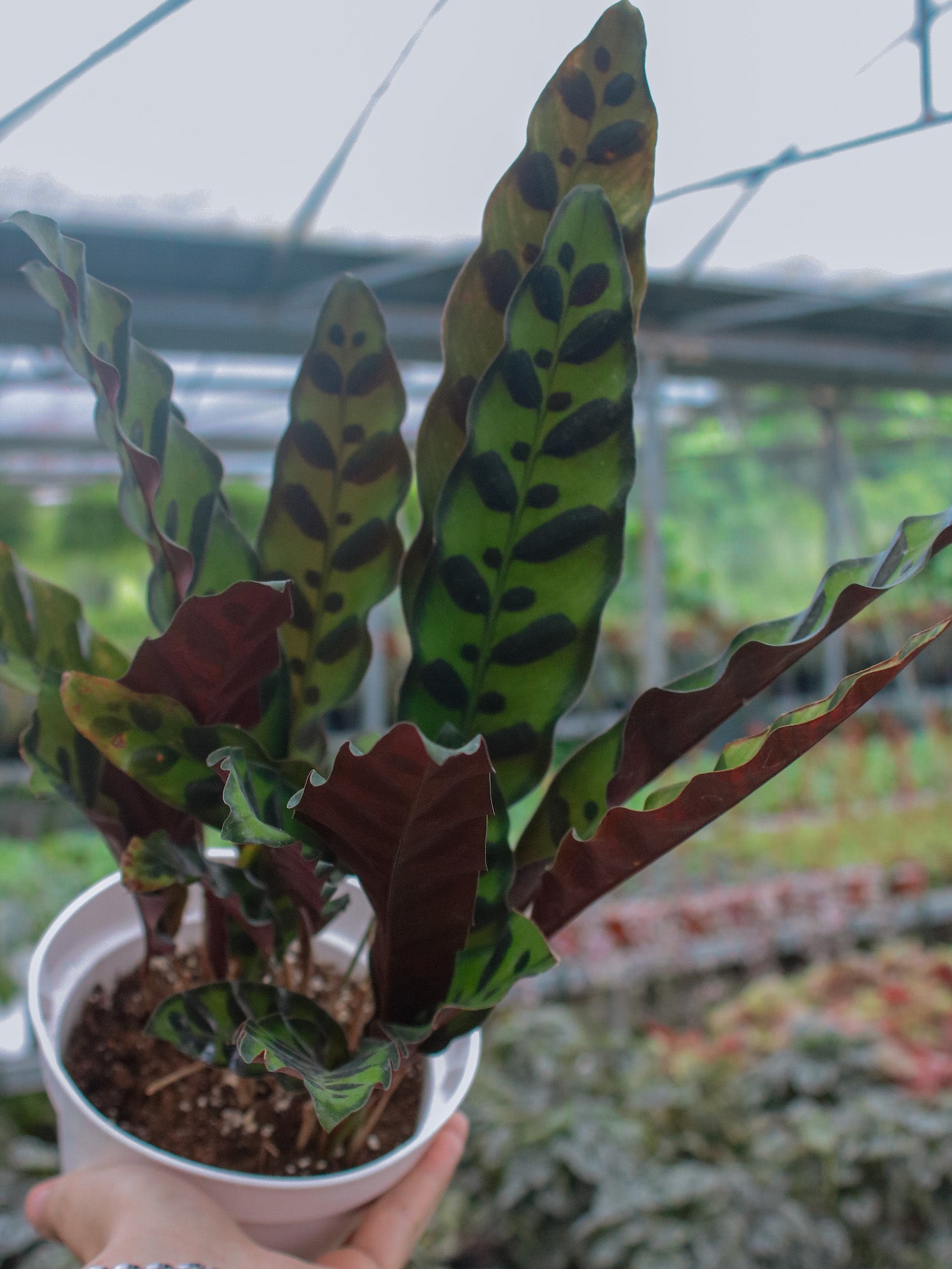 Calathea Lancifolia
