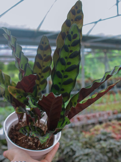 Calathea Lancifolia