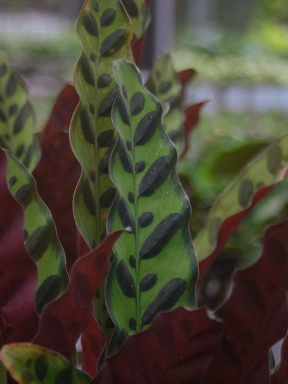 Calathea Lancifolia