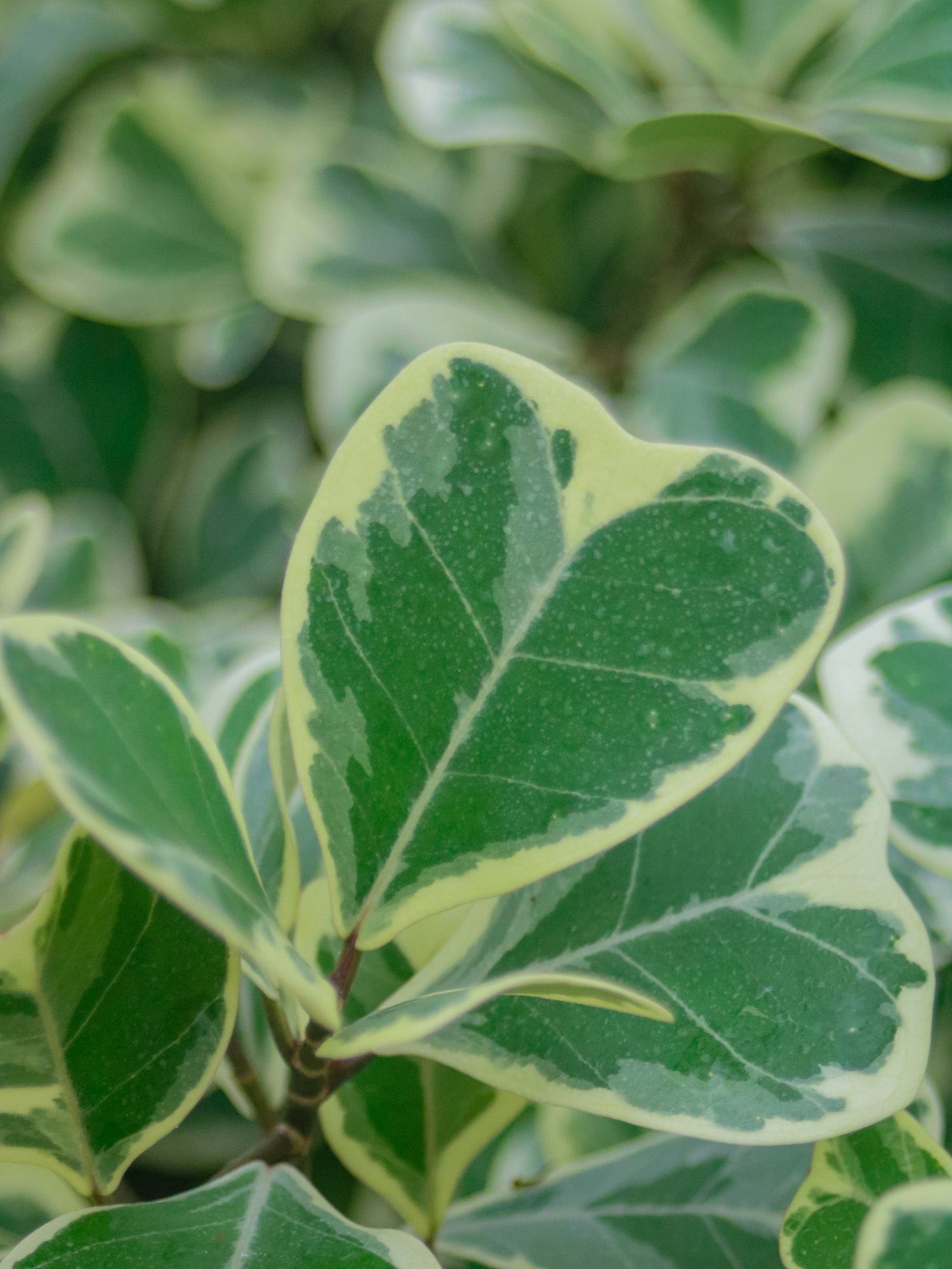 Triangularis Variegated Ficus