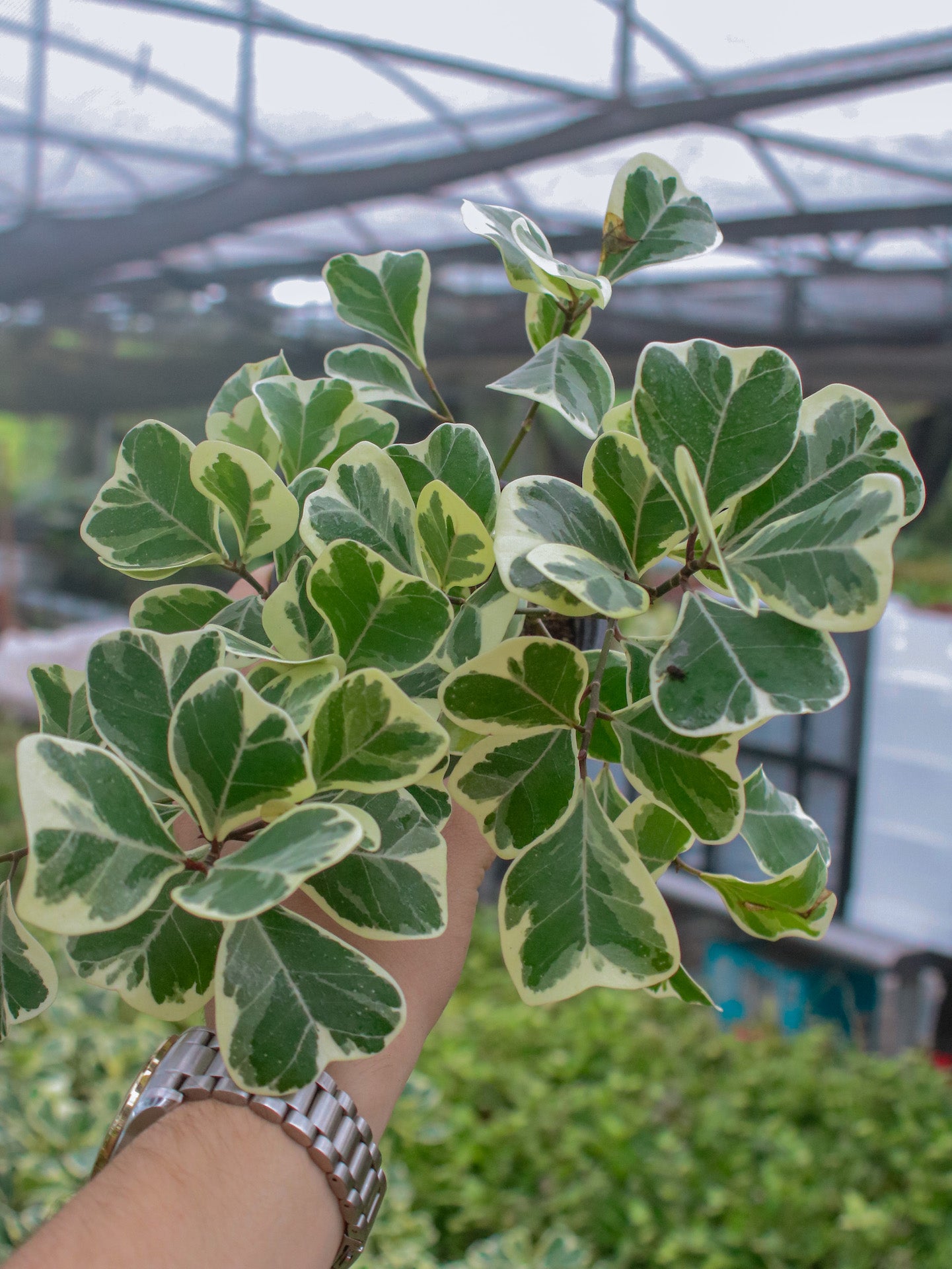 Triangularis Variegated Ficus