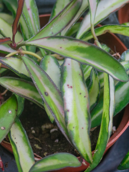 Wayetii Tricolor Hoya