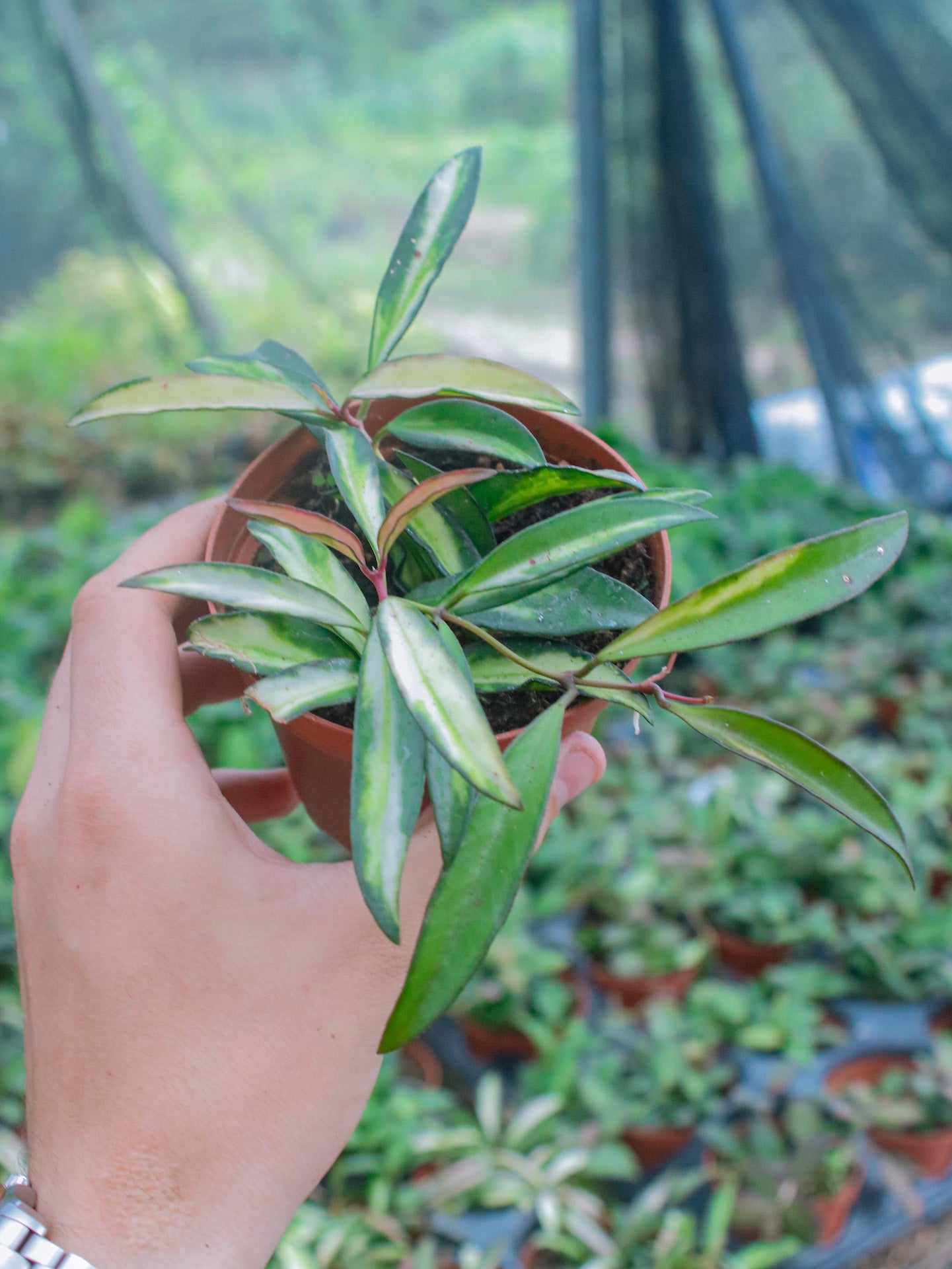 Wayetii Tricolor Hoya