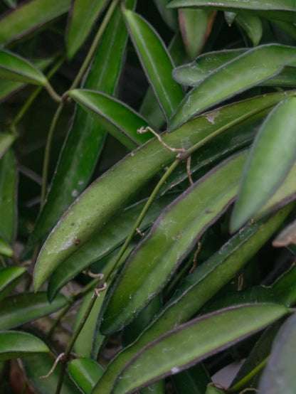 Wayetii Green Hoya