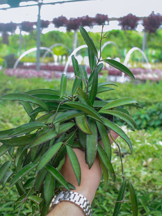Wayetii Green Hoya