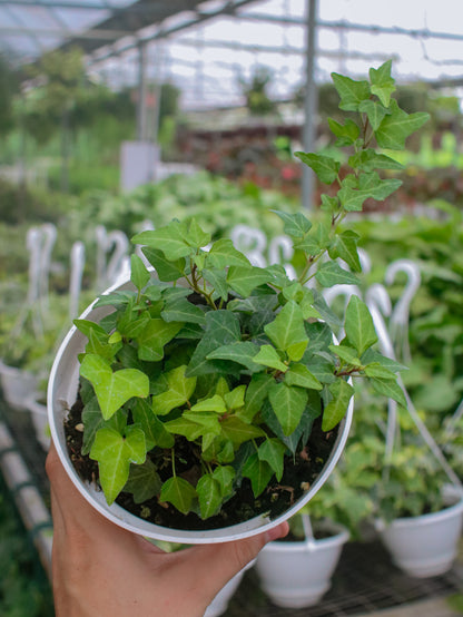 Mini Green Ivy