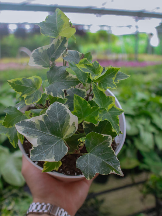 Variegated Ivy