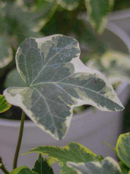 Variegated Ivy