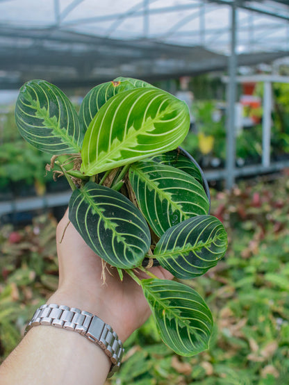 Lemon Lime Prayer Maranta