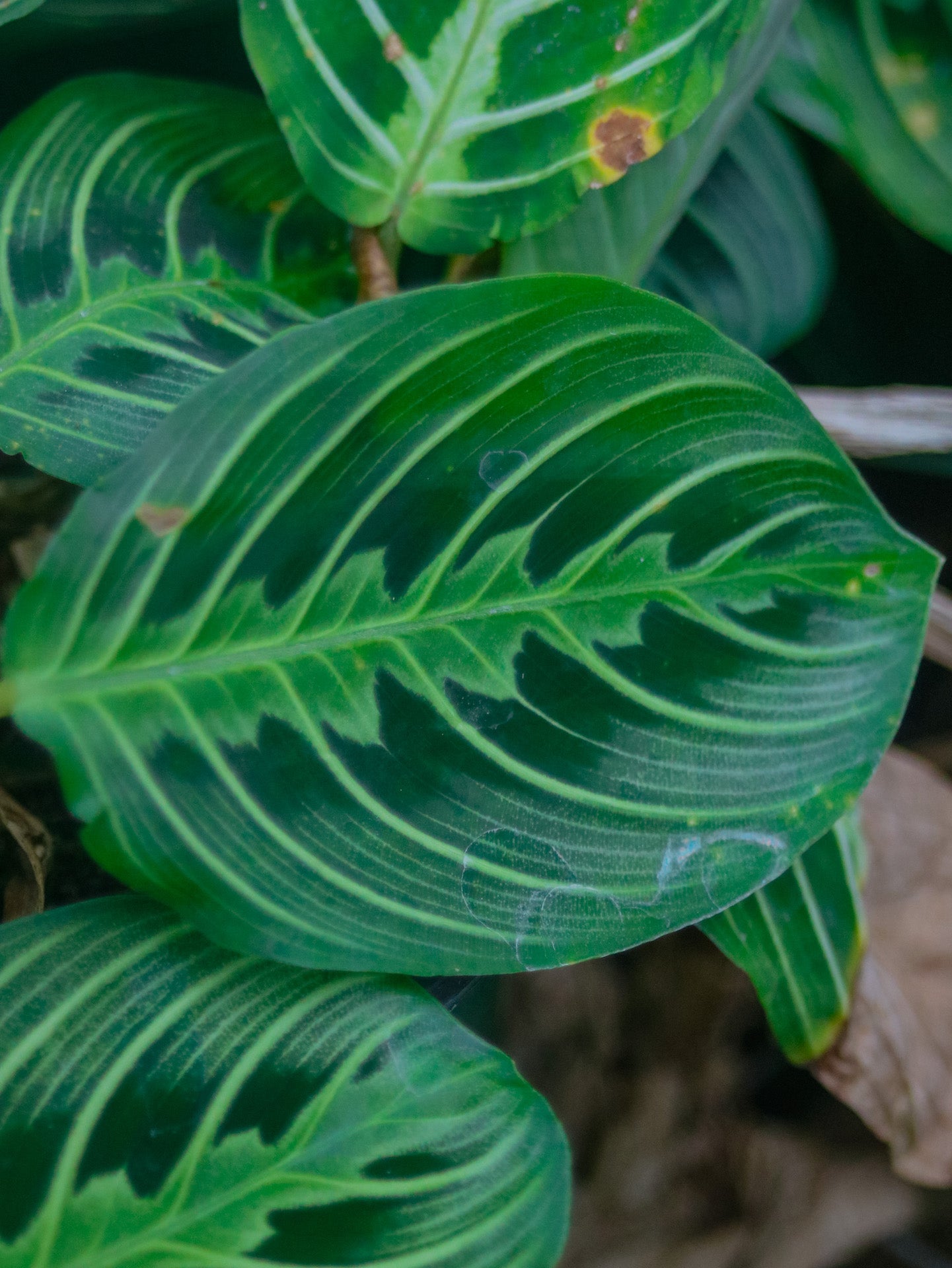 Lemon Lime Prayer Maranta