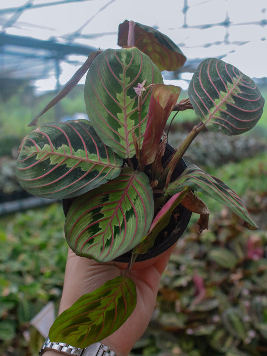 Red Prayer Maranta