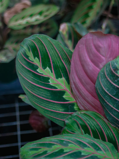 Red Prayer Maranta