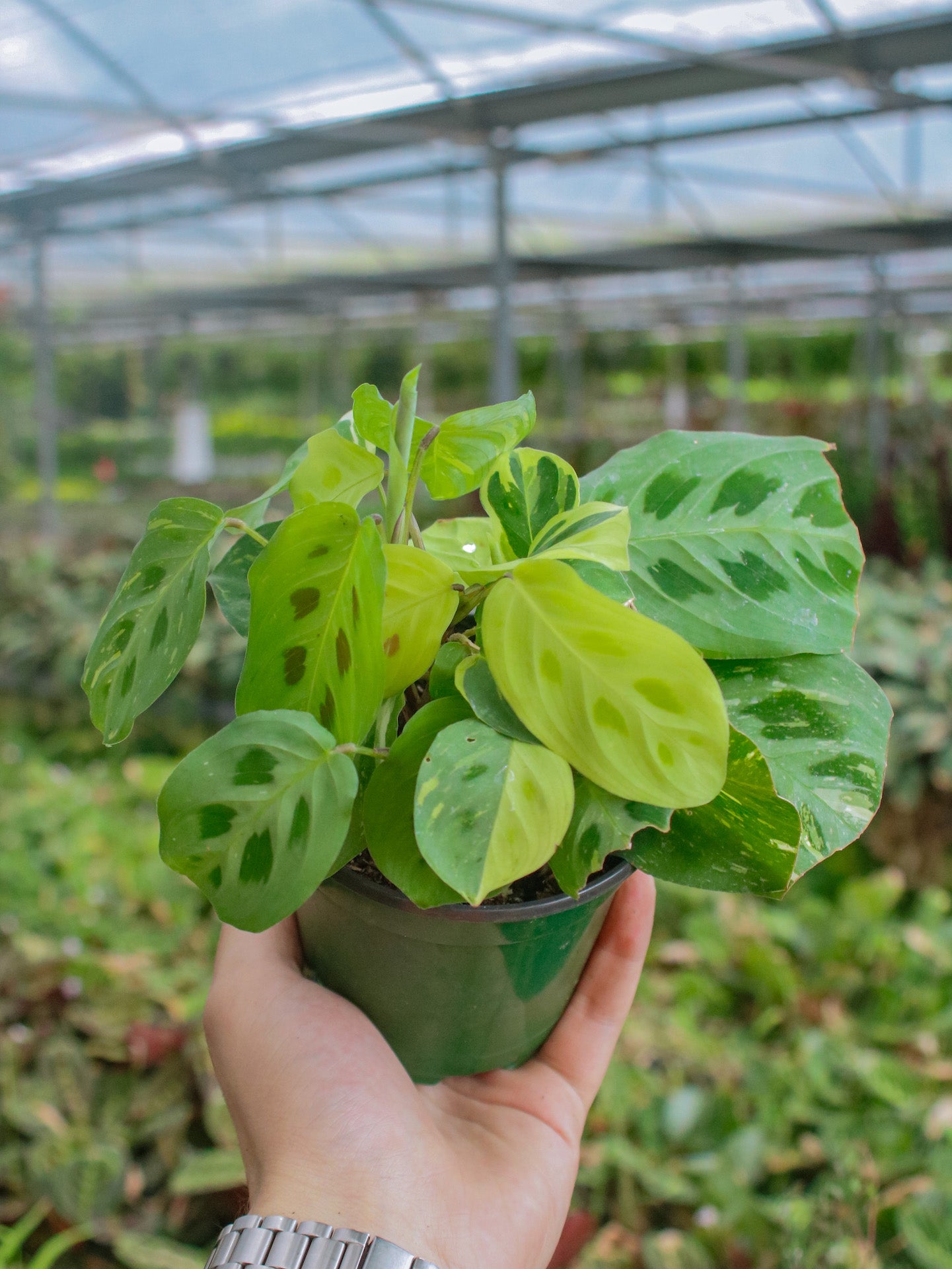 Maranta Prayer Plant Beauty Kim