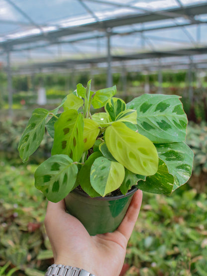 Maranta Prayer Plant Beauty Kim