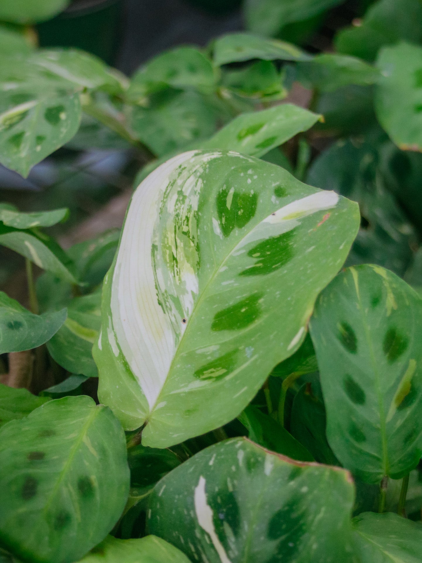 Maranta Prayer Plant Beauty Kim