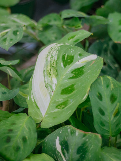 Maranta Prayer Plant Beauty Kim