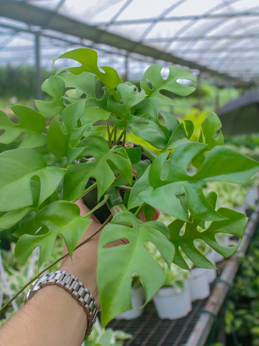 Ginny Mini Monstera