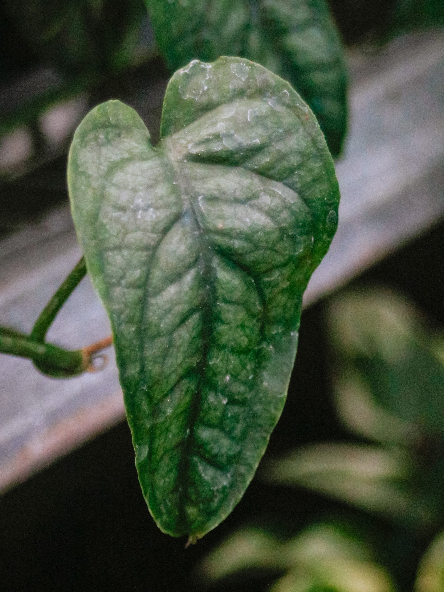 Siltepecana Monstera