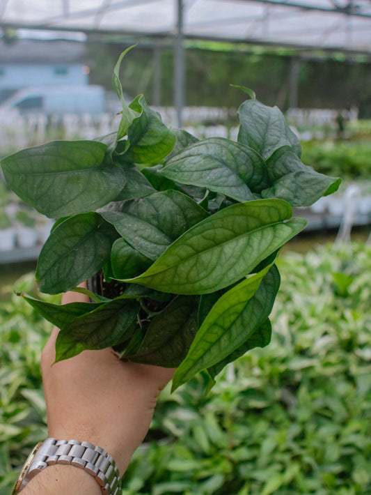 Siltepecana Monstera