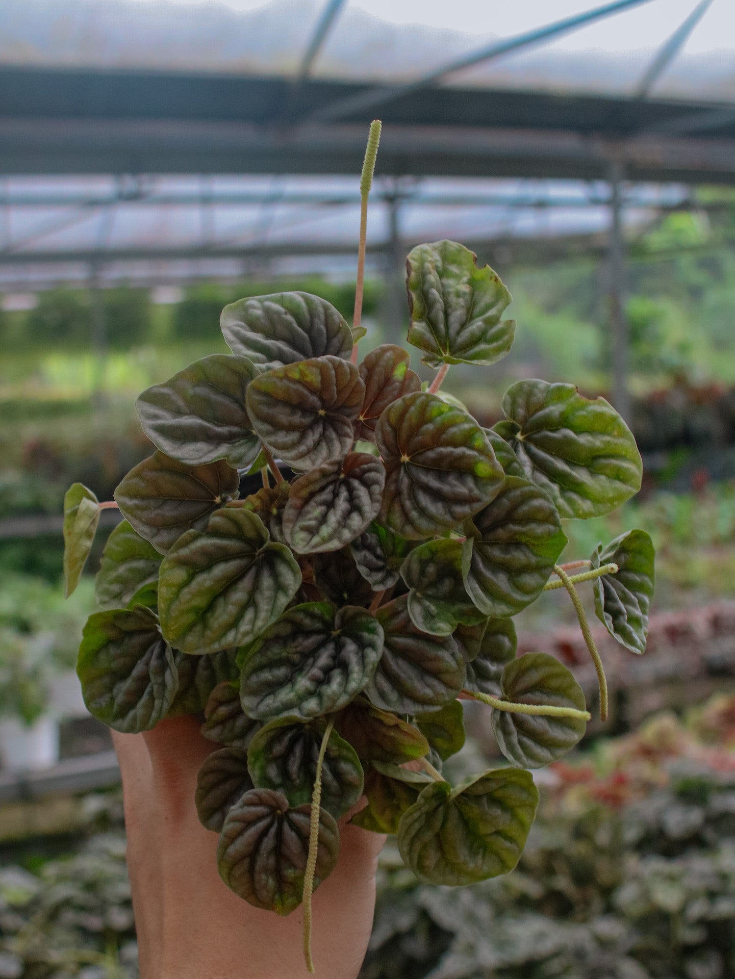 Schumi Silver Peperomia