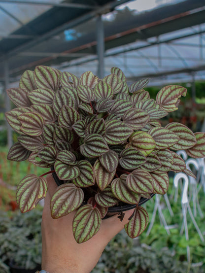 Piccolo Peperomia
