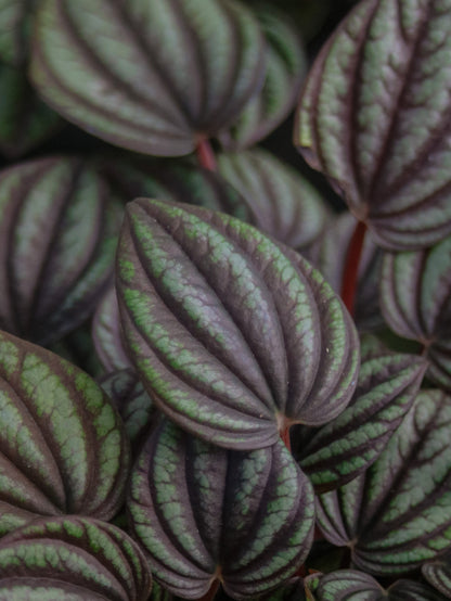 Piccolo Peperomia
