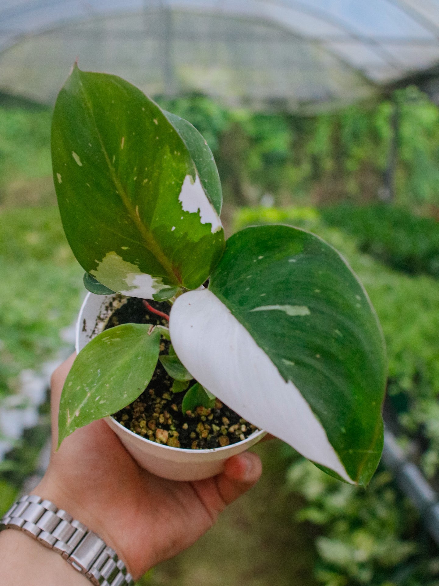 White Knight Philodendron