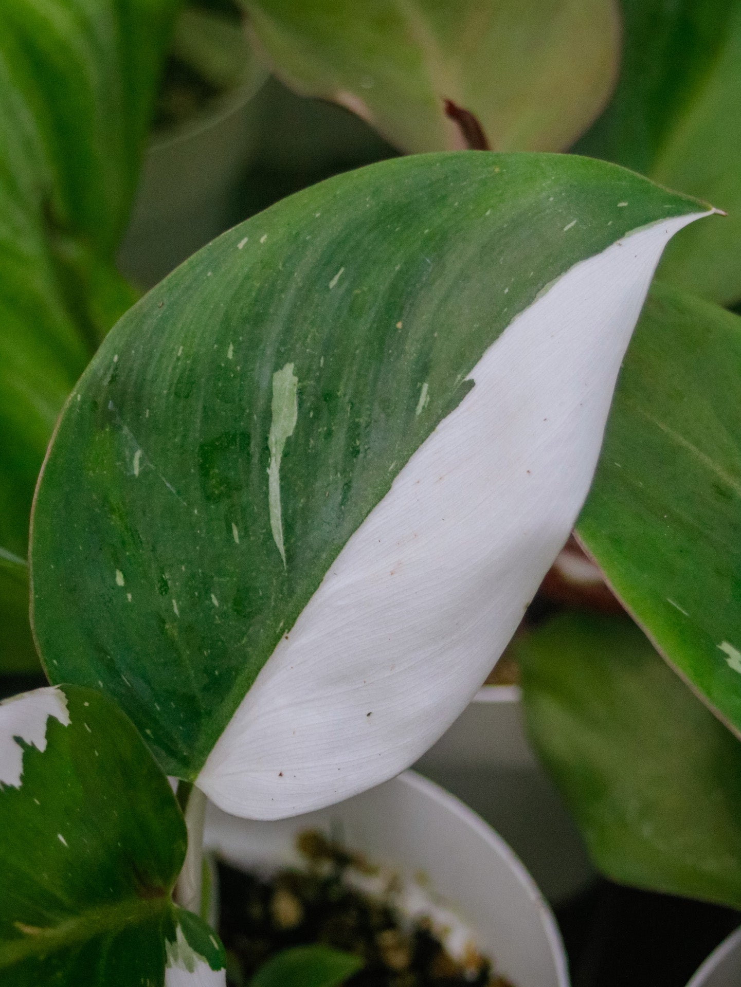 White Knight Philodendron