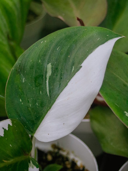 White Knight Philodendron