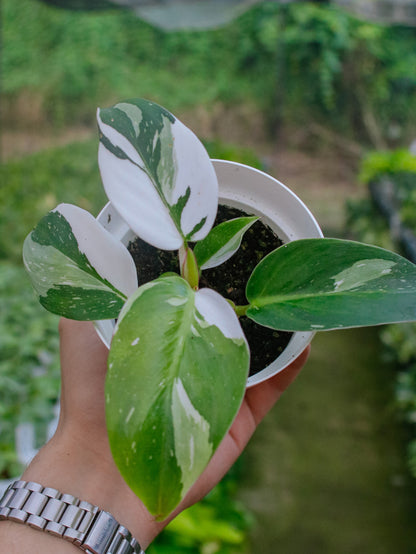 White Princess Philodendron