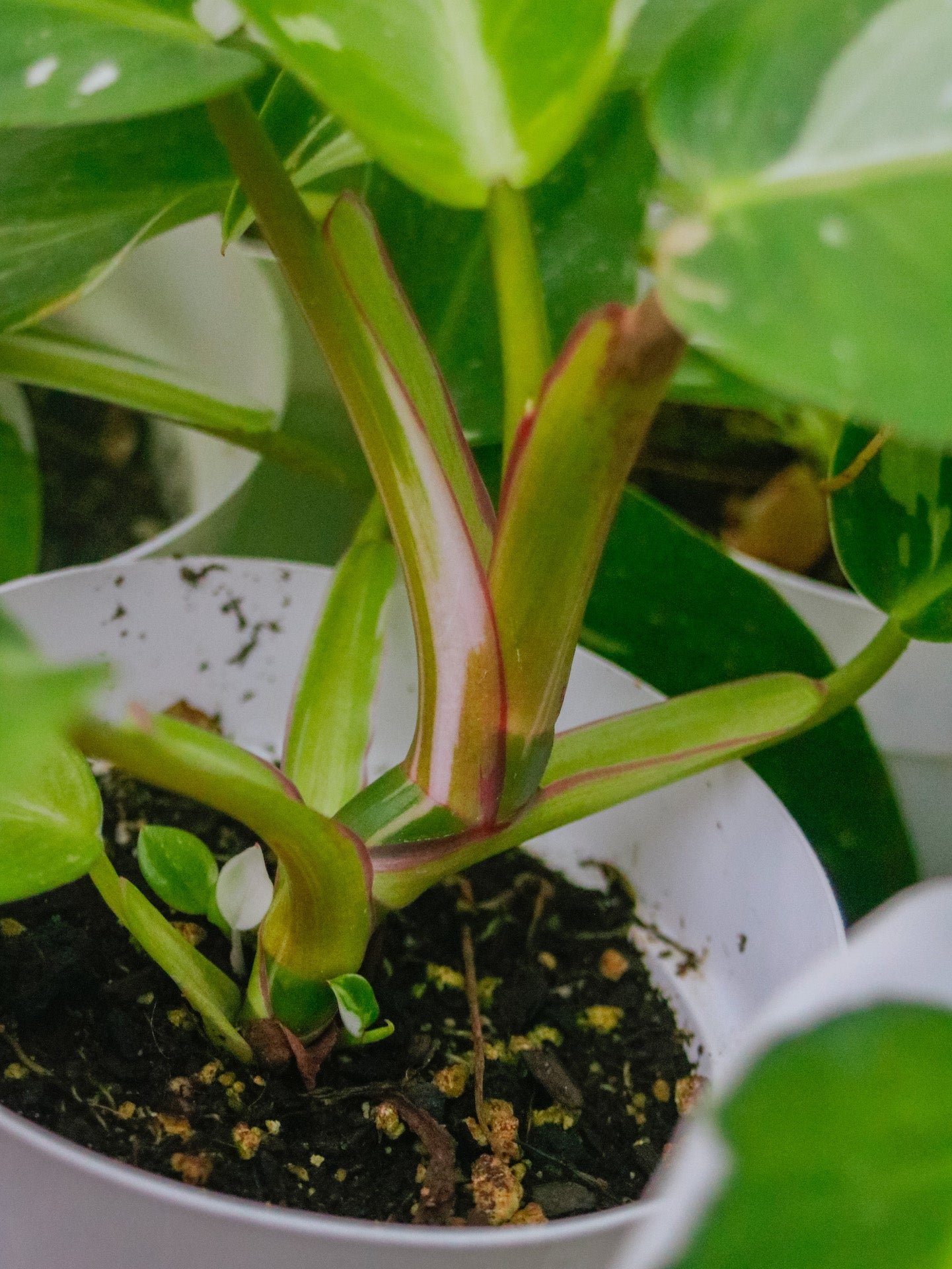 White Princess Philodendron