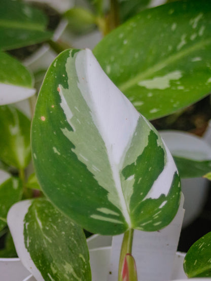 White Princess Philodendron