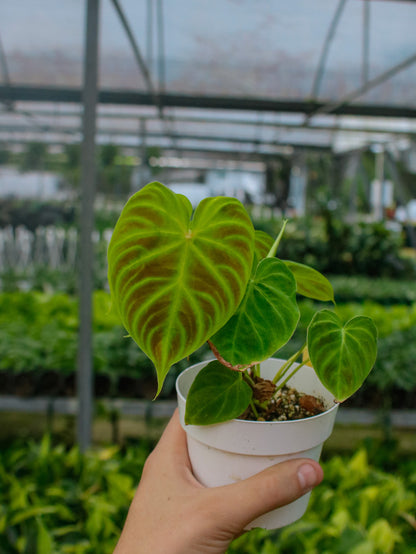 Verrucosum Philodendron