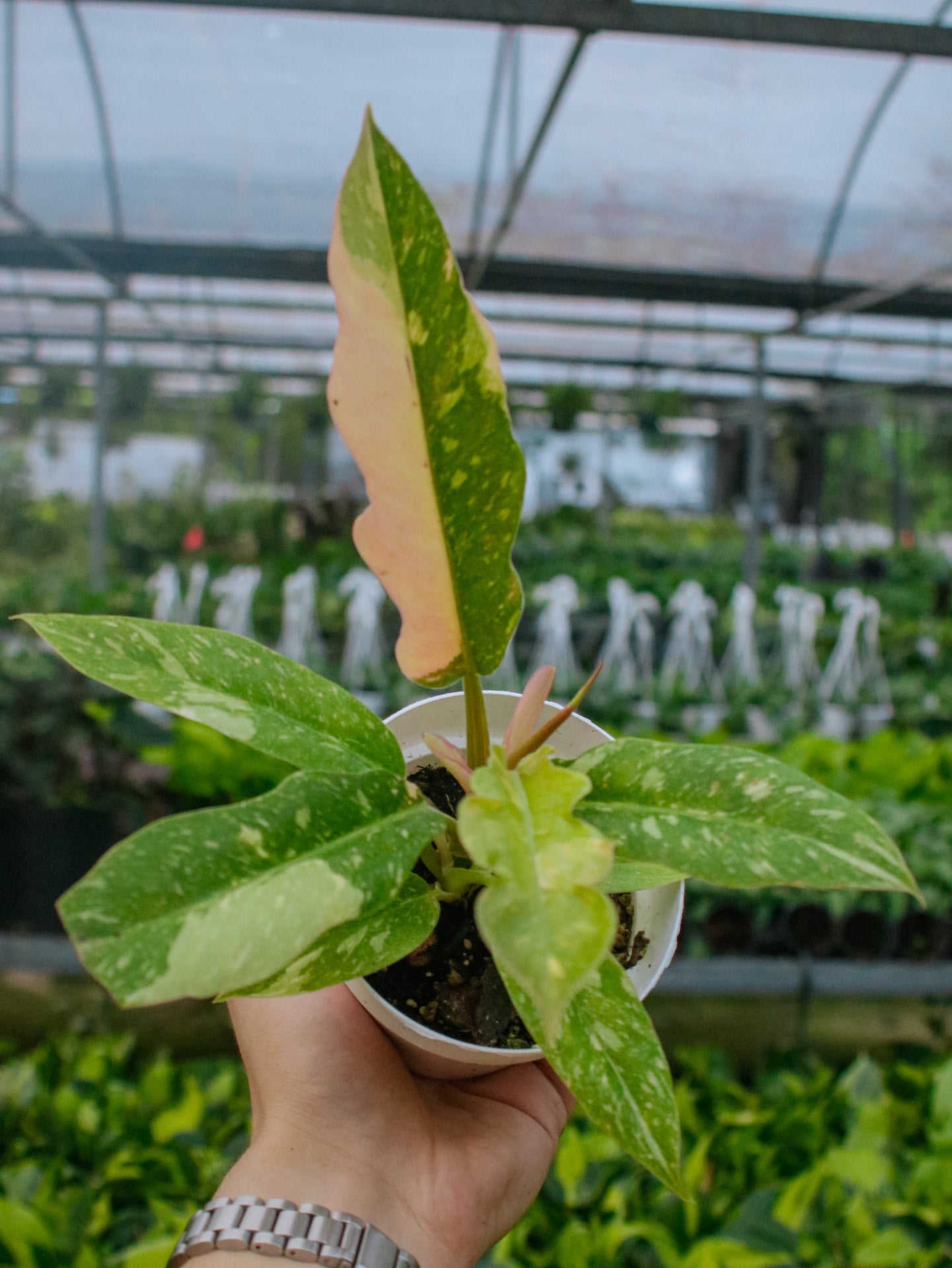 Ring of Fire Philodendron