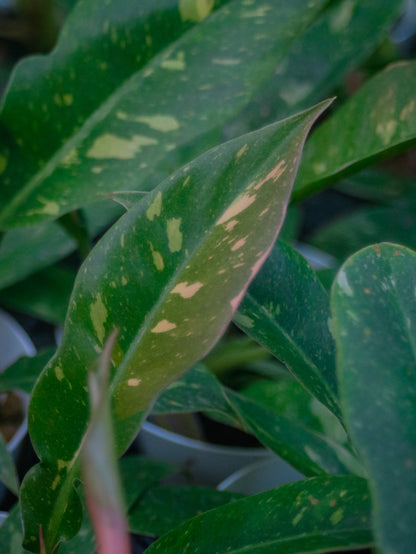 Ring of Fire Philodendron