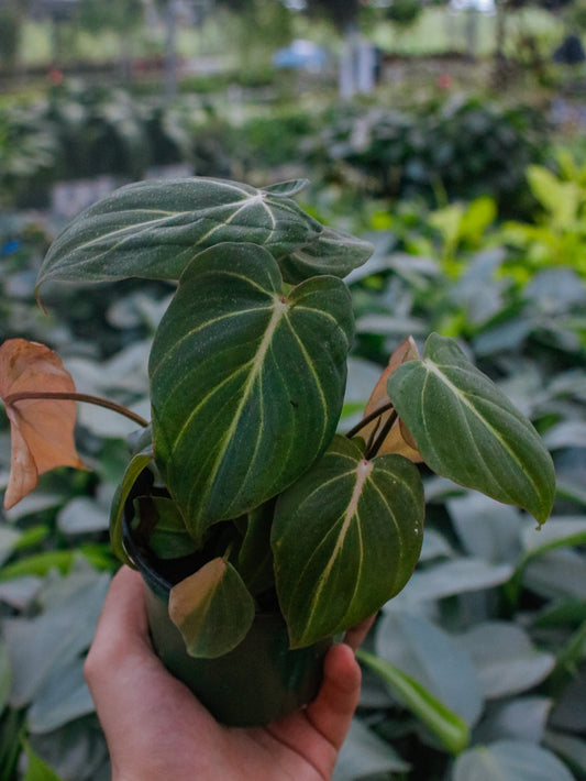 Gloriosum Philodendron