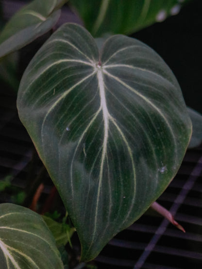 Gloriosum Philodendron