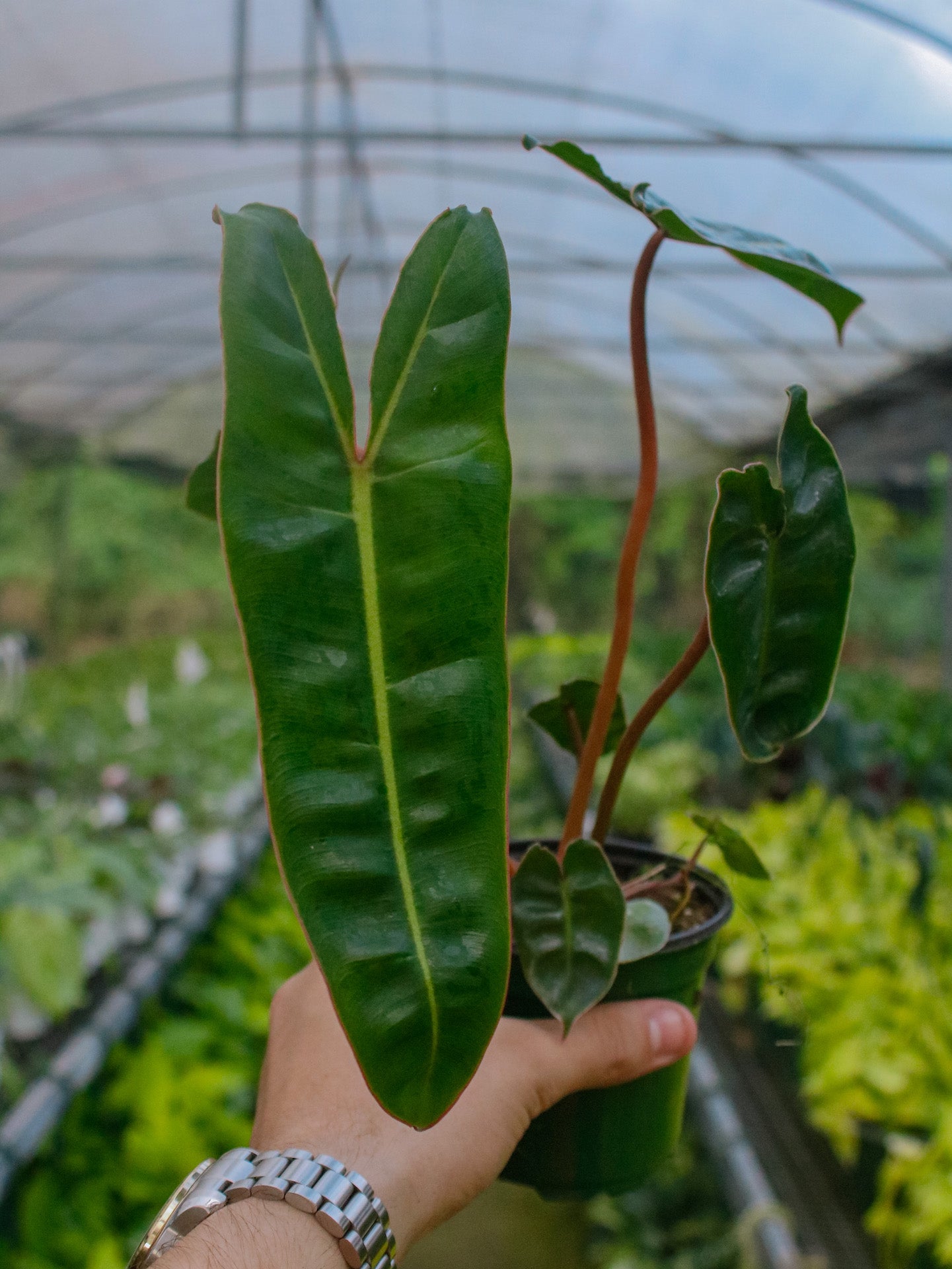 Billietiae Philodendron
