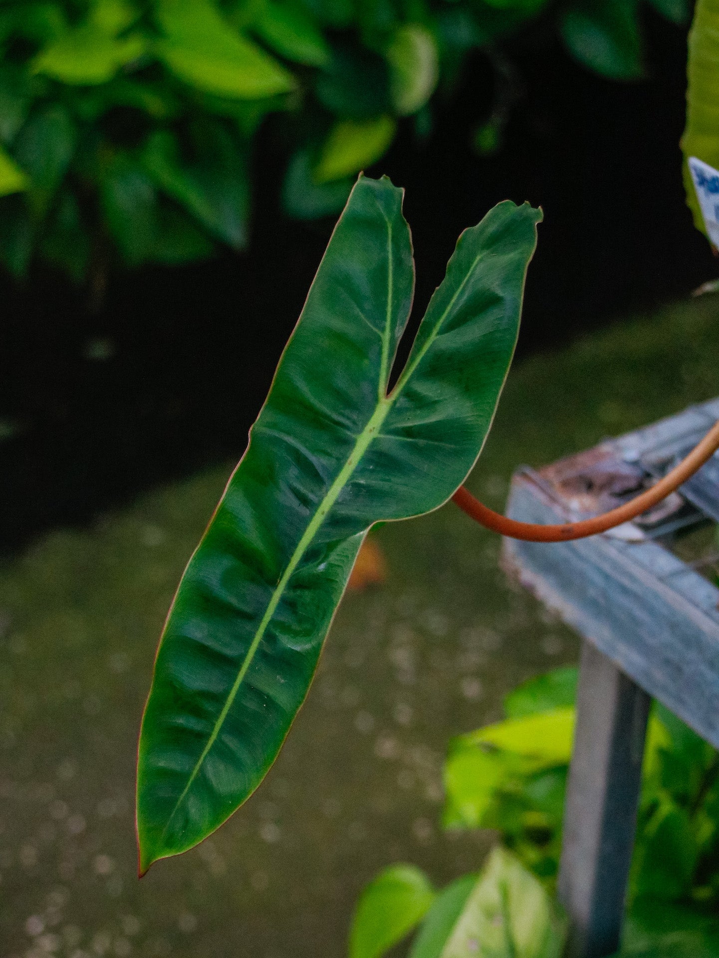 Billietiae Philodendron