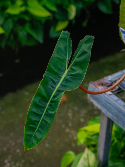 Billietiae Philodendron