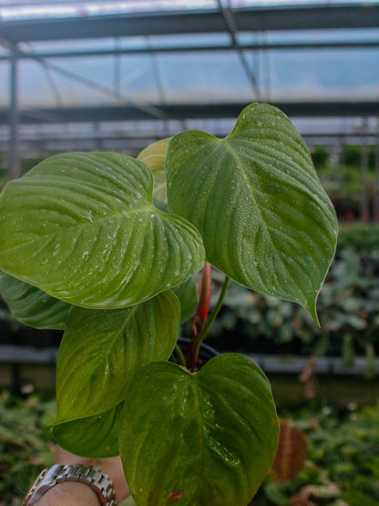 Fuzzy Petiole Philodendron