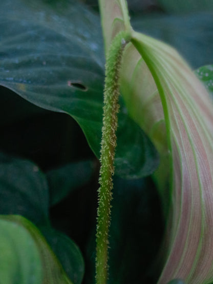 Fuzzy Petiole Philodendron