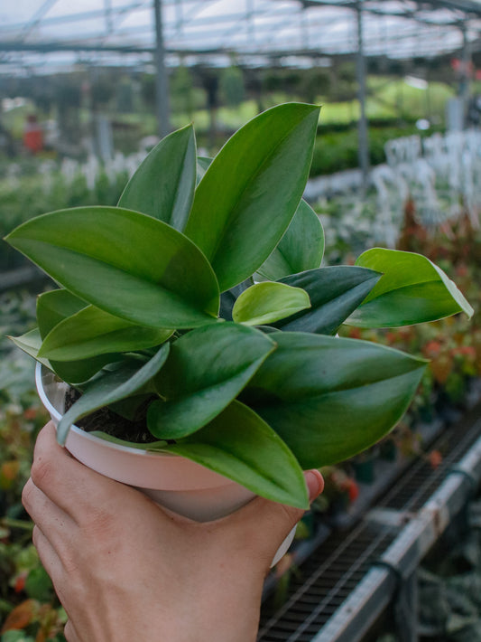 Moonlight Pothos (Scindapsus)