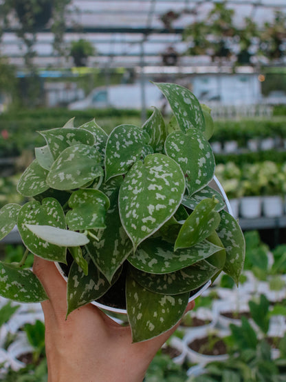 Satin Pothos (Scindapsus)