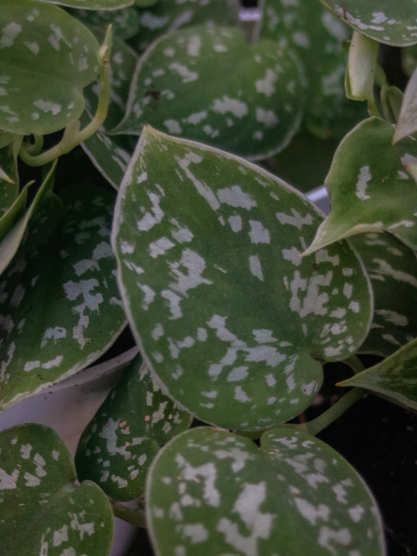 Satin Pothos (Scindapsus)