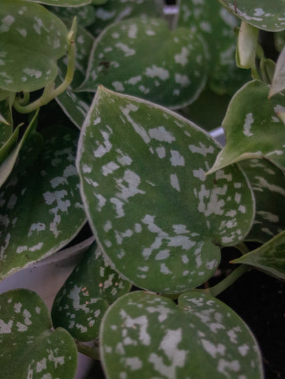 Satin Pothos (Scindapsus)