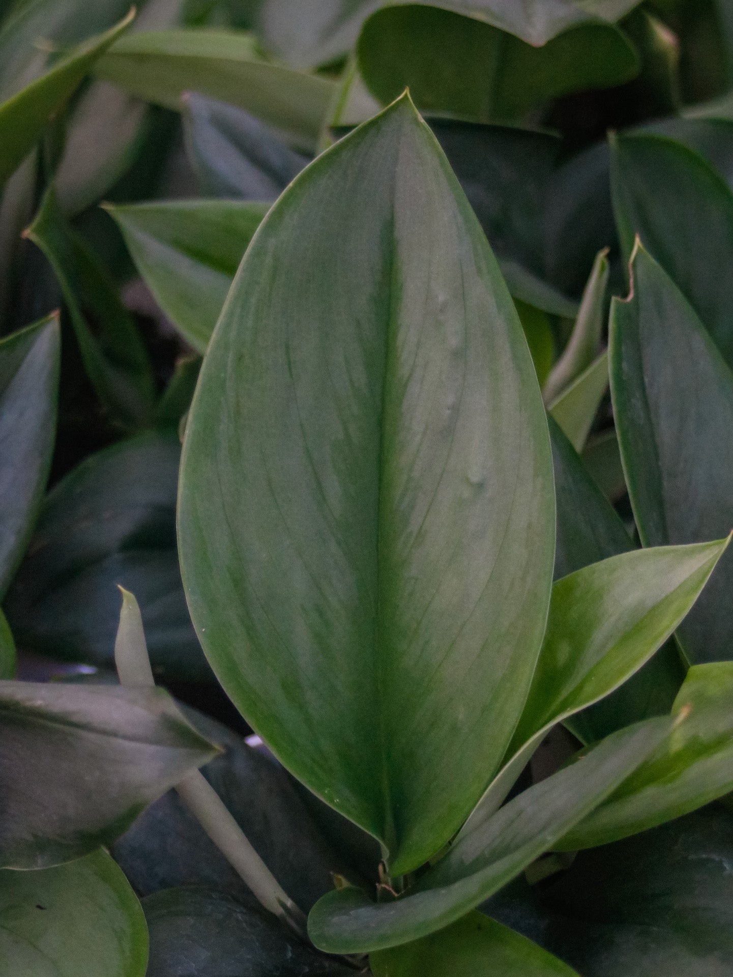 Moonlight Pothos (Scindapsus)