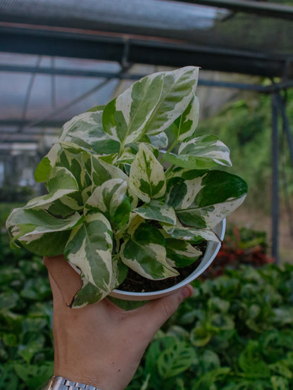 Pearls & Jade Pothos