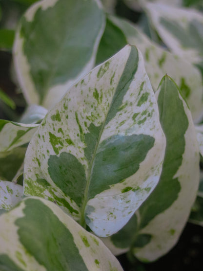 Pearls & Jade Pothos