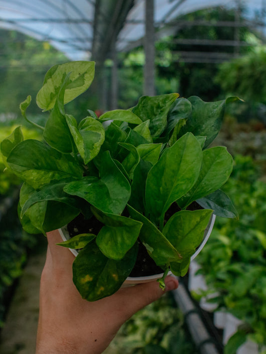 Lemon Meringue Pothos